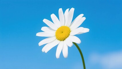 A beautiful close-up of a single white daisy flower with a vibrant yellow center, reaching towards a clear blue summer sky.