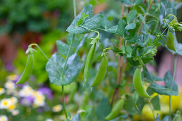 Obraz premium Fresh green snap pea pods hanging on the vine
