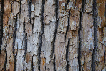 Rough tree bark with deep cracks and natural textures.