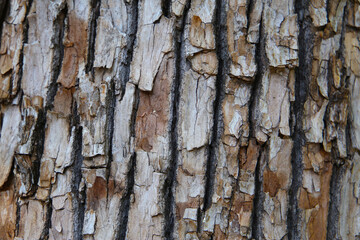 Rough tree bark with deep cracks and natural textures.
