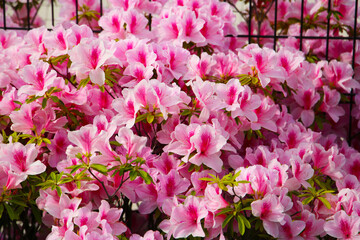 Pink azaleas bloom beautifully along a fence in Tokyo. Japan