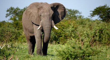 Fototapeta premium Elephants in Botswana