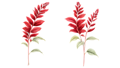 red and yellow flowers. Watercolor red flower. red flower with green leaves. red floral frame and background. flower border illustration