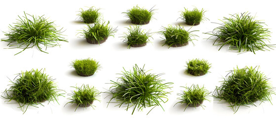 green grass isolated on white