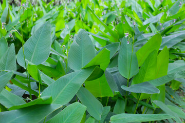 Obraz premium Green leaves of thalia geniculata, aquatic plants growing in a pond.