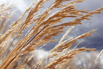 Fototapeta premium Golden grass swaying in the wind against a cloudy sky