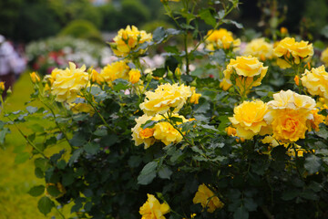 Yellow roses blooming in a Japanese public garden.