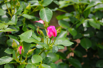 Beautiful roses in full bloom at the Japanese Rose Garden.