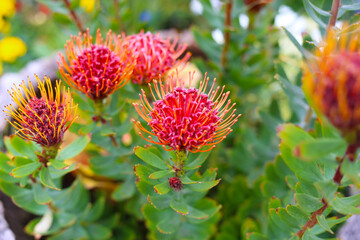 Bright red and orange pincushion flowers blooming