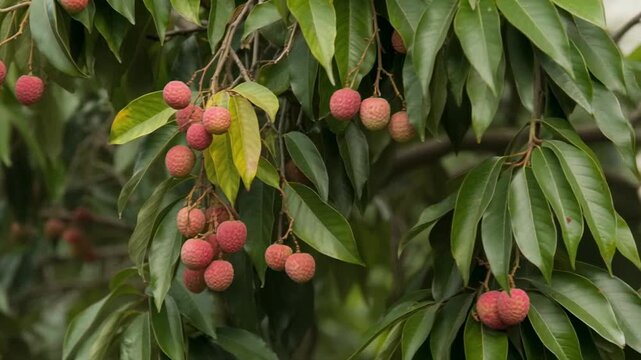 Fresh lychee fruits hanging on a tree branch with green leaves