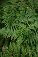 Close-up of green fern fronds in Tara National Park, Serbia. Natural texture and summer foliage detail