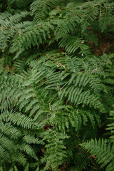 Close-up of green fern fronds in Tara National Park, Serbia. Natural texture and summer foliage detail