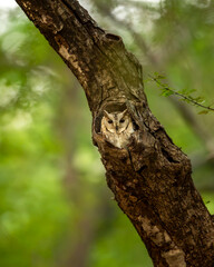 wild indian scops owl or Otus bakkamoena ranthambore national park forest tiger reserve rajasthan india bird with eye contact in nest hollow roosting in natural green background winter season safari