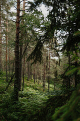View through spruce branches into a peaceful pine forest with ferns in Tara National Park, Serbia.