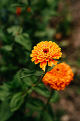 A stunning closeup view of vibrant orange zinnia flowers, beautifully surrounded by lush green foliage