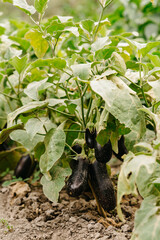 Beautiful and vibrant eggplants are developing on a bush located in a lush, green garden setting filled with life