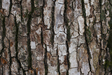 Rough tree bark with deep cracks and natural textures.