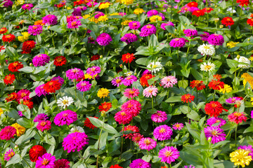 Fototapeta premium Colorful zinnias flourishing in a lush garden