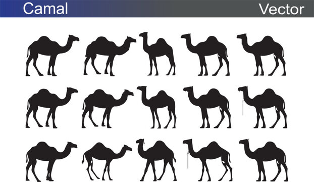 Camal Silhouette Vectror Illustration on White Background