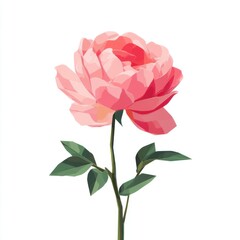 Obraz premium English rose flower minimalist illustration