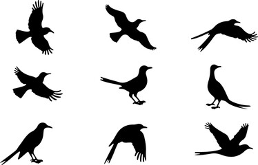 Obraz premium Flying Bird Silhouette Pack vector bundle