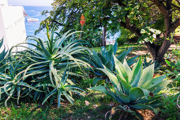 Fototapeta premium Large flowering aloe vera and agave bushes in a city park on a tropical island. Vegetation on Madeira Island, Portugal.