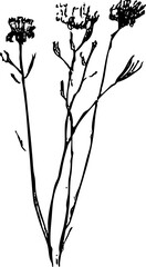 Obraz premium Wild Flower Vector Graphic