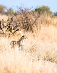 Cheetah in golden savanna