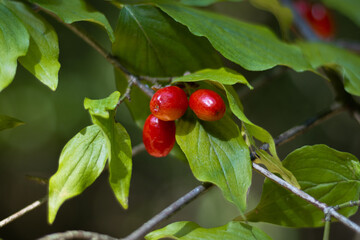Wild red cherries on a tree branch in a forest. Wild red cherries. Wild cherries in Bojčin forest