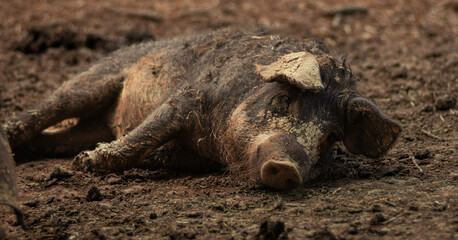 Muddy black Mangalica lying on the dirt ground in a muddy pen. Black Mangalica pig, Magalica in Bojcin forest