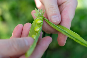 Harvesting Fresh and Delicious Peas in a Beautiful Garden Setting During Summer Time