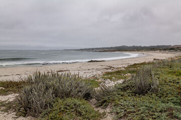 Moss Beach / Spanish Bay Beach, 17-Mile Drive is a scenic road through Pebble Beach and Pacific Grove on the Monterey Peninsula in California. Artemisia pycnocephala, beach wormwood, sandhill sage,	
