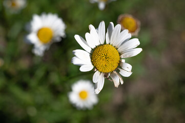 Obraz premium A Beautiful Wildflower Daisy Found in Its Natural and Stunning Setting, Surrounded by Beauty