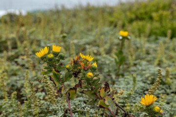 Obraz premium Moss Beach / Spanish Bay Beach, 17-Mile Drive is a scenic road through Pebble Beach and Pacific Grove on the Monterey Peninsula in California. Grindelia stricta is a species of flowering plant