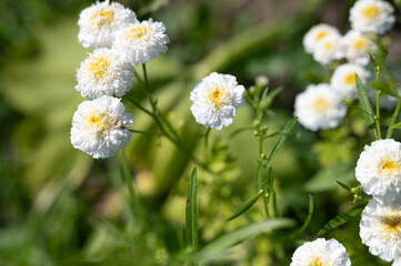 Delicate and Gorgeous White Flowers Blooming Radiantly Under the Beautiful Sunlight