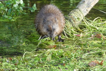 Bisamratte  in der Lauchert  bei Veringenstadt / Kreis Sigmaringen