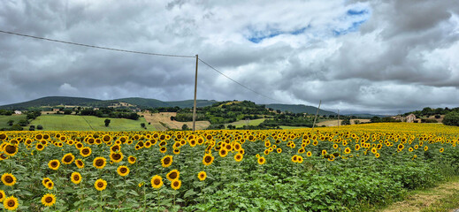  view of landscape in Marche region with sunflowers
