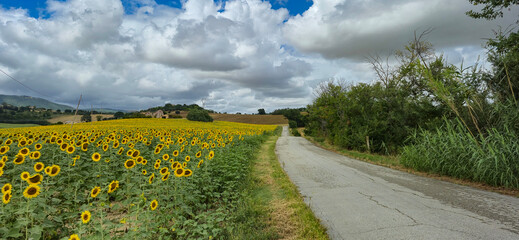  view of landscape in Marche region with sunflowers
