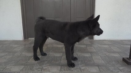 puppy barking on the stairs to the house, The puppy guards the house, standing on the stairs and barking to deter anyone from entering.
