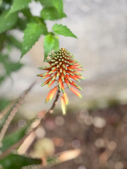 Red Hot Poker Aloe Flower in a Garden