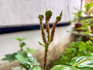 Rose Bud Stem Heavily Infested with Aphids