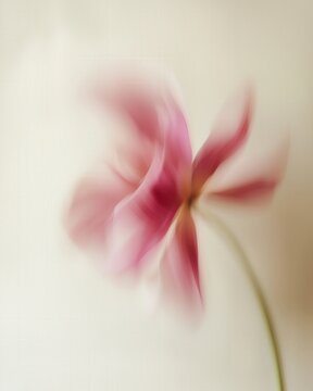 Abstract blurred pink flower on soft beige background