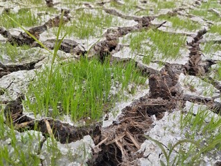 Green grass grows on dry and barren land 