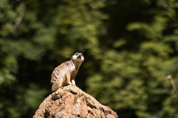 Meerkat standing on a rocky outcrop, gazing into the distance, surrounded by lush greenery,...