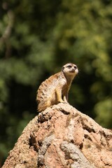 Meerkat standing on a rocky outcrop, surveying its surroundings in a natural habitat, showcasing alertness and curiosity in a vibrant outdoor environment