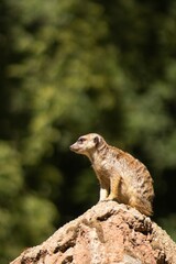 Fototapeta premium Meerkat standing alert on a rocky outcrop, surrounded by lush greenery, showcasing its curious nature and keen observation skills in a natural habitat setting