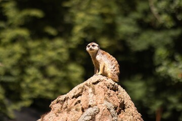 Meerkat perched on a rocky outcrop, surveying its surroundings in a natural habitat, surrounded by lush greenery, showcasing alertness and curiosity in the wild