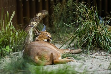Caracal cat resting peacefully on sandy ground surrounded by lush green grass and plants, showcasing its unique features and serene environment in a natural habitat