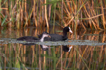 Eurasian Coot With Chick In The Pond