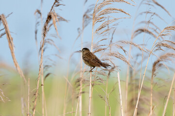 Sedge Warbler Sitting On Reed And Bird In The Wild